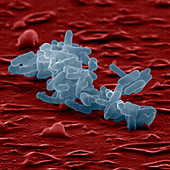 Enterobacter cloacae bacteria