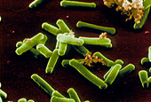 SEM of clostridium tetani bacteria