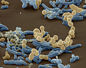 Coloured SEM of Lactobacillus bacteria