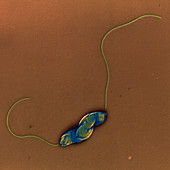 Campylob jejuni 30000x - Campylobacter jejuni