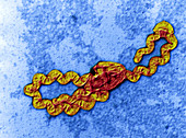 Leptospira bacterium, TEM