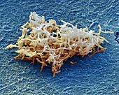 Bacillus subtilis, SEM