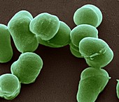 Arthrobacter crystallopoietes, SEM