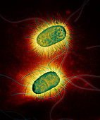 Escherichia coli 21500x - Esch Coli 21 500x2