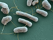 Escherichia coli bacteria, SEM