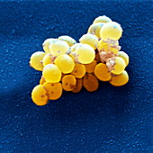 Staphylococcus aureus bacteria, SEM