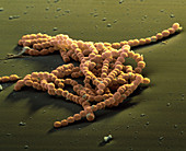 Streptococcus agalactiae bacteria, coloured SEM