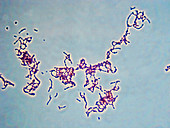 Strepto pyogenes PH 400x - Streptococcus pyogenes 400x