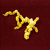Streptococcus pneumoniae bacteria, SEM