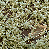 Streptomyces hydrog 4200x - Streptomyces hydr 4200x