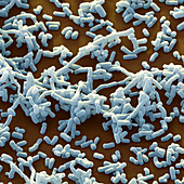 Streptomyces hydr 5700x - 