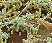 Streptomyces hydrog 8400x - Streptomyces hydr 8400x