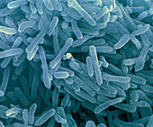 Natrialba extremophile archaea