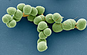 Halobacillus bacteria SEM