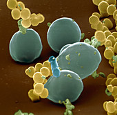 Candida albicans fungus from the mouth