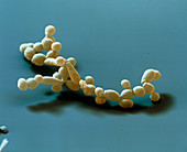 Candida albicans fungus, SEM