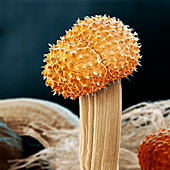 Ergot fungus, SEM