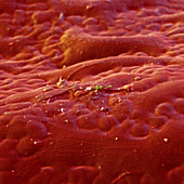 Oberfläche einer getrockneten Chillischote mit Bakterien