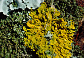 Common orange lichen on a rock