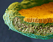 Common orange lichen, SEM