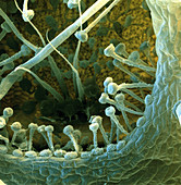 Bladderwort bladder