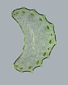 Celery stem, light micrograph