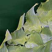 Bromeliad leaf scales SEM