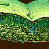 Helleborus niger 210x - Blattquerschnitt, Helleborus niger