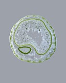 Onion leaf shoot, light micrograph