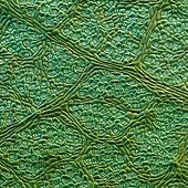 Camphor leaf surface, SEM