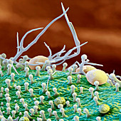 Rosemary leaf surface, SEM