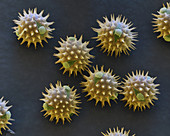 Coloured SEM of sunflower pollen grains