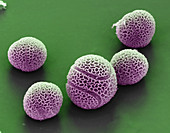 Pollen grains from passion flower