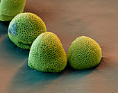 Pollen grains from the ash tree