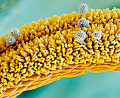 Arnica pollen grains on stigma, SEM