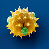 Ox-eye daisy pollen, SEM