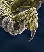 Gecko foot, SEM