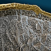 Barley grain, SEM