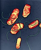 Vibrio vulnificus bacteria, SEM