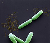Burkholderi Pili2 20kx - Bakterien, Burkholderi pseudomallei 20 000-1