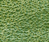 Lotus leaf surface, SEM