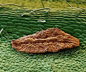Scale insect, SEM