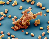 Staph epi 15kx - Bakterien, Staphylococcus epidermidis, 15 000-1