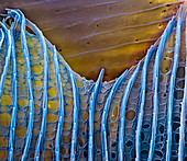 Butterfly wing scale, SEM