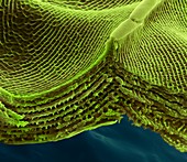 Butterfly wing scale, SEM