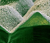 Taro leaf surface, SEM