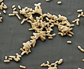 Plague bacteria, Yersinia pestis, SEM