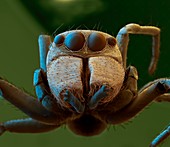 Ameisenspinne 50x - Ameisenspringspinne, Frontalansicht 50-1
