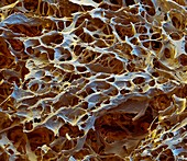 Tissue culture collagen sponge, SEM