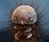 Processionary moth caterpillar, SEM